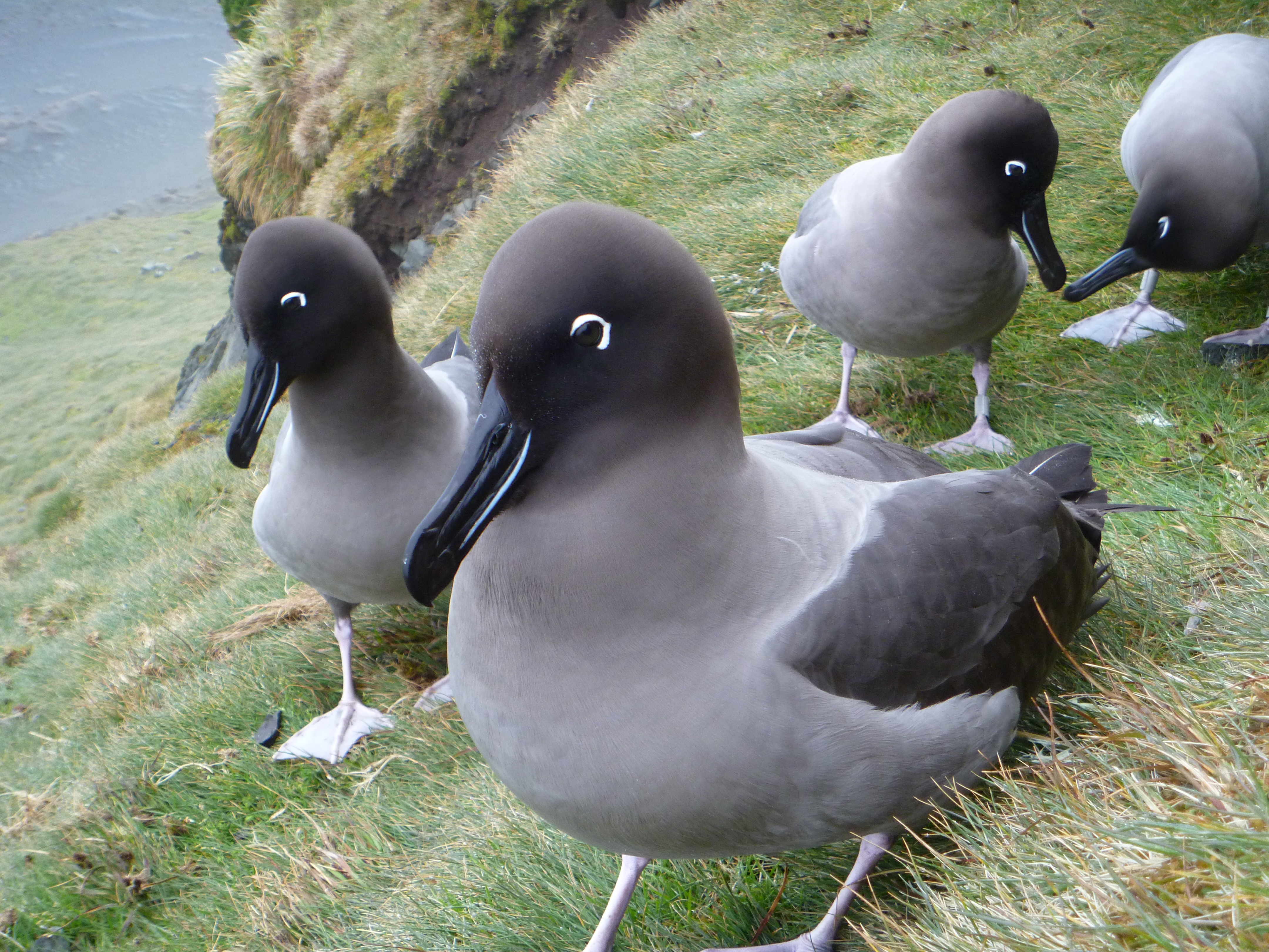 Jaimie Cleeland Light mantled Albatross 13