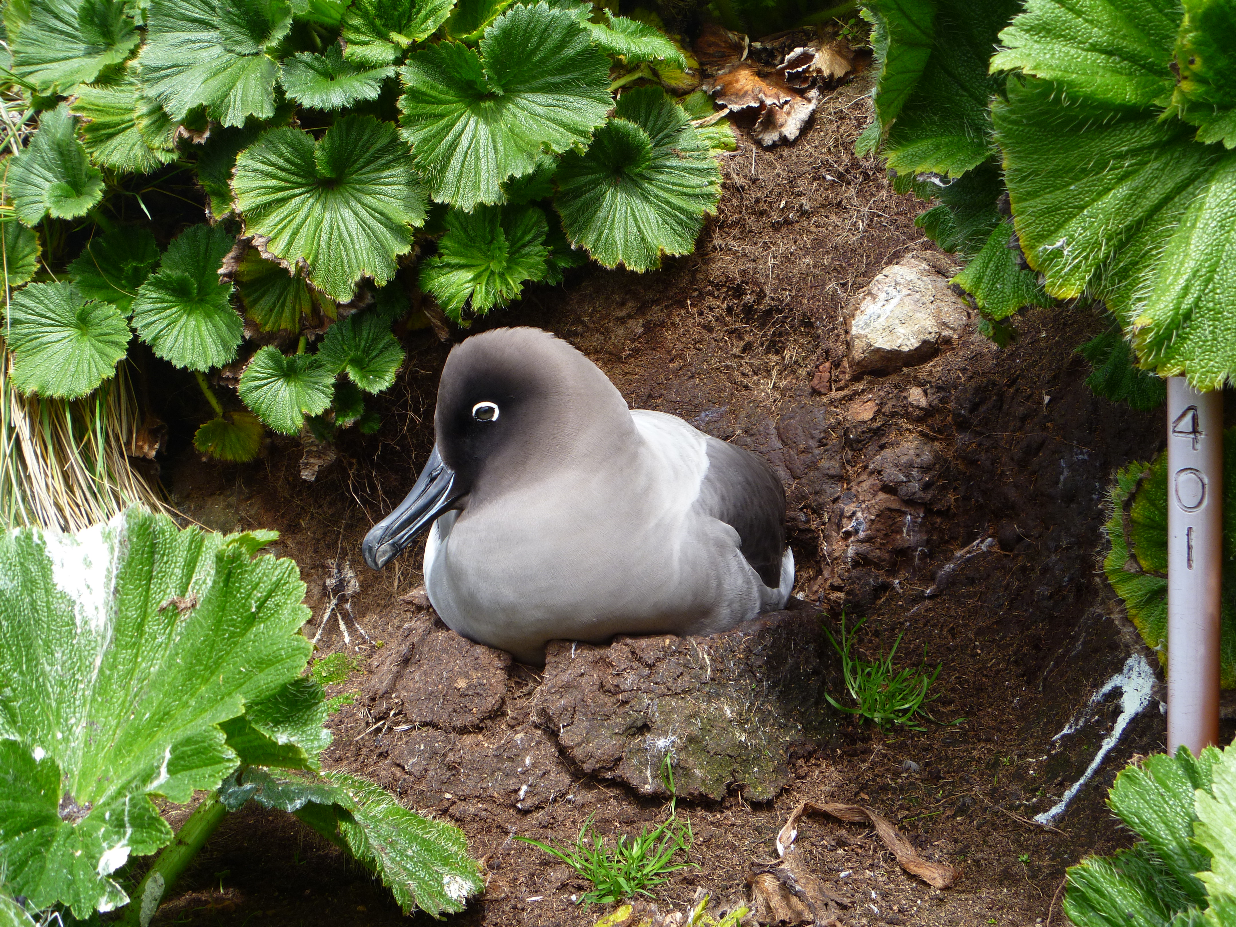 Jaimie Cleeland Light mantled Albatross 15