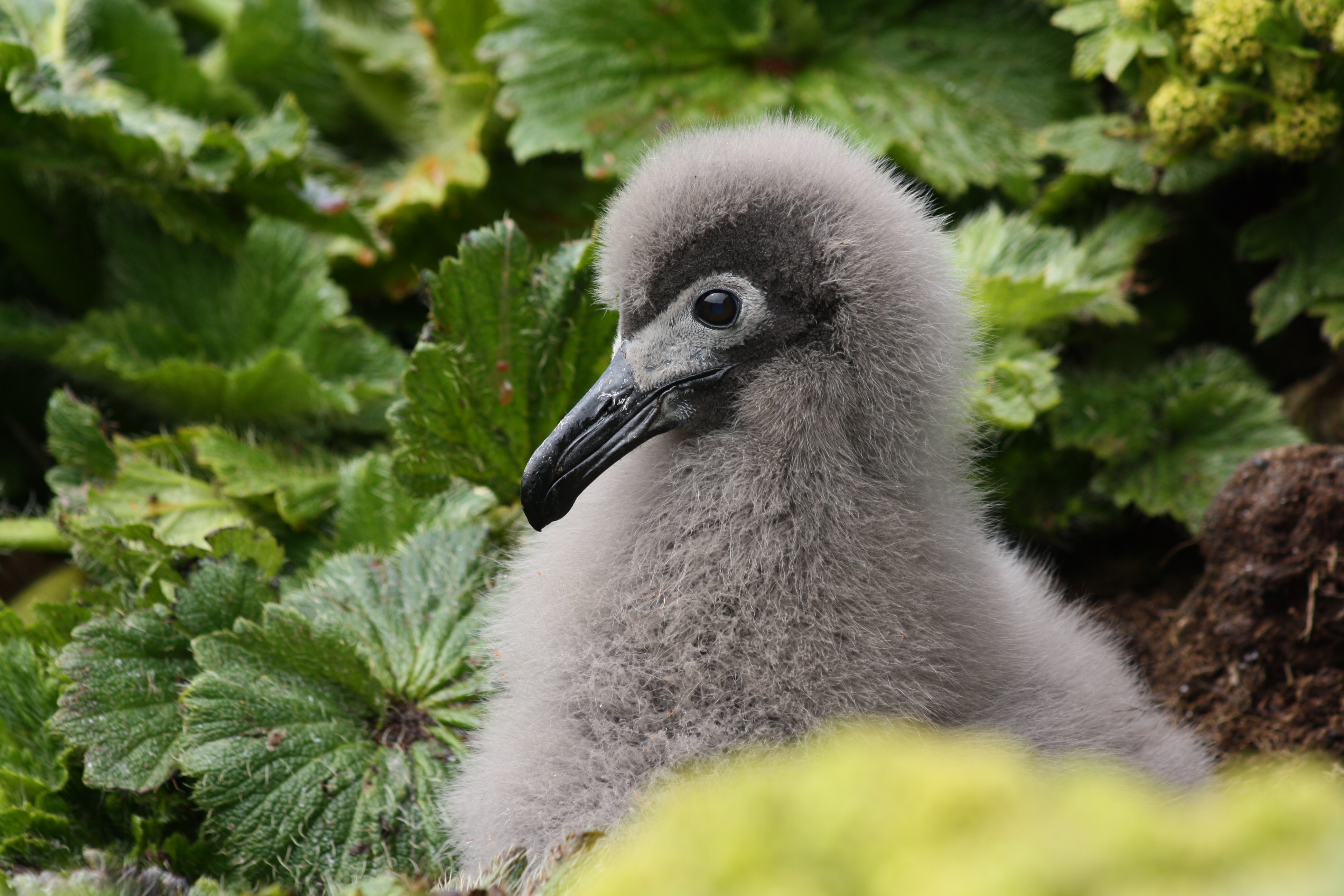 Jaimie Cleeland Light mantled Albatross 8