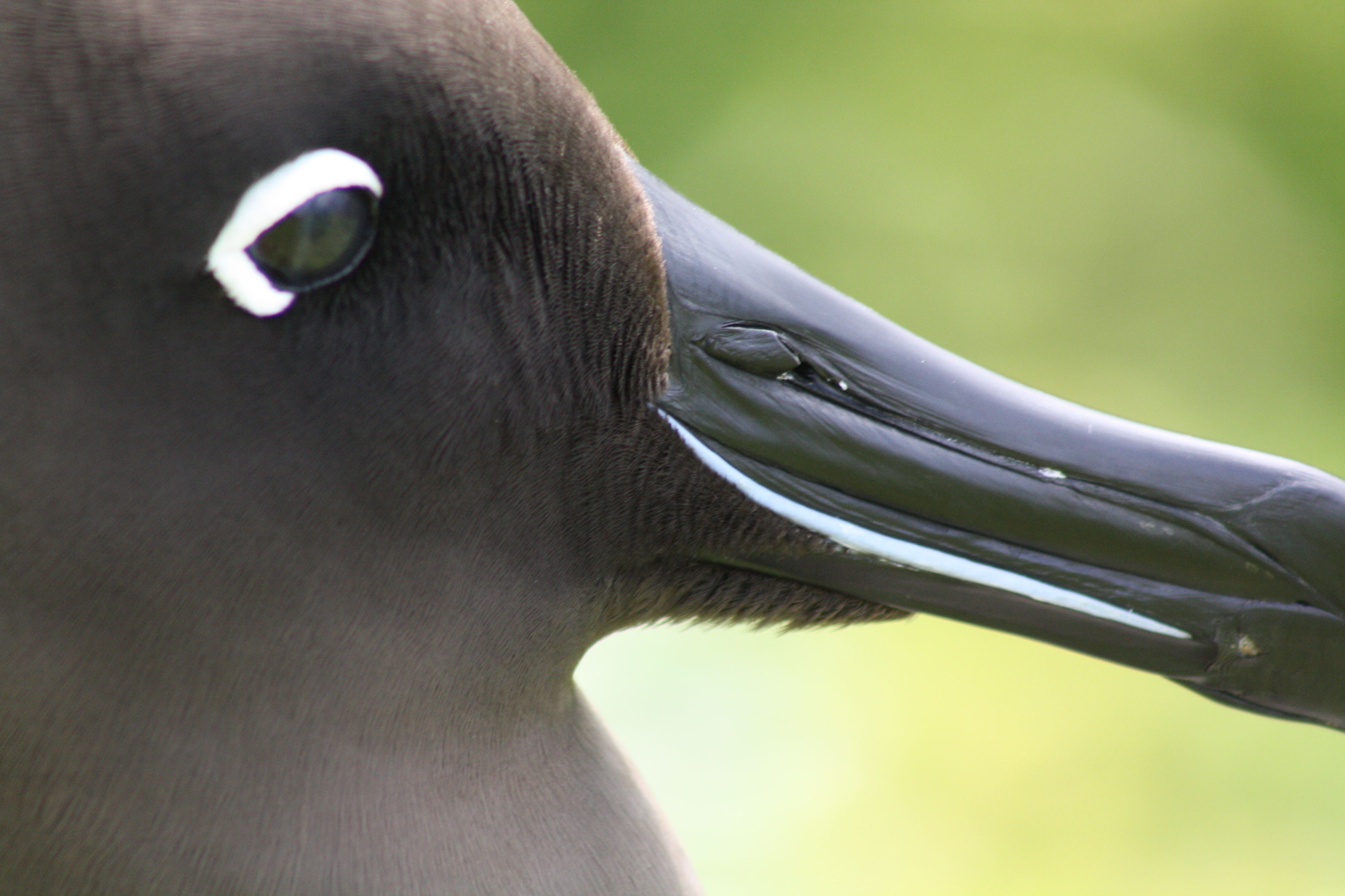 Jaimie Cleeland Light mantled Albatross 9