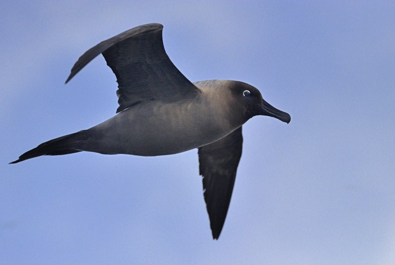 Light mantled Albatross 3 Kirk Zufelt