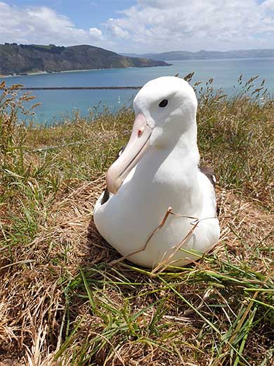 Northern Royal Albatross LGK Sharyn Broni