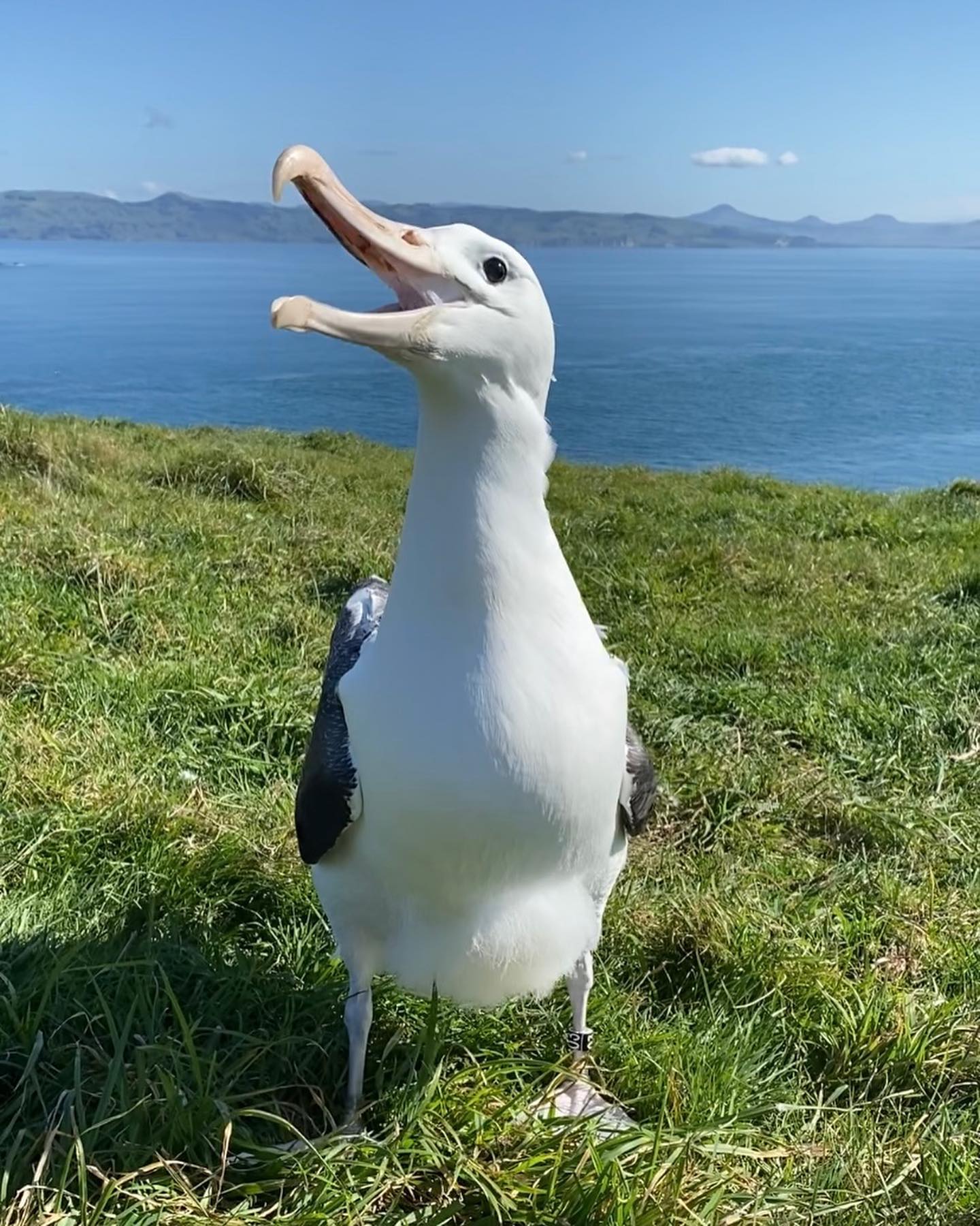 Orphan Northern Royal Albatross Laura Findlay