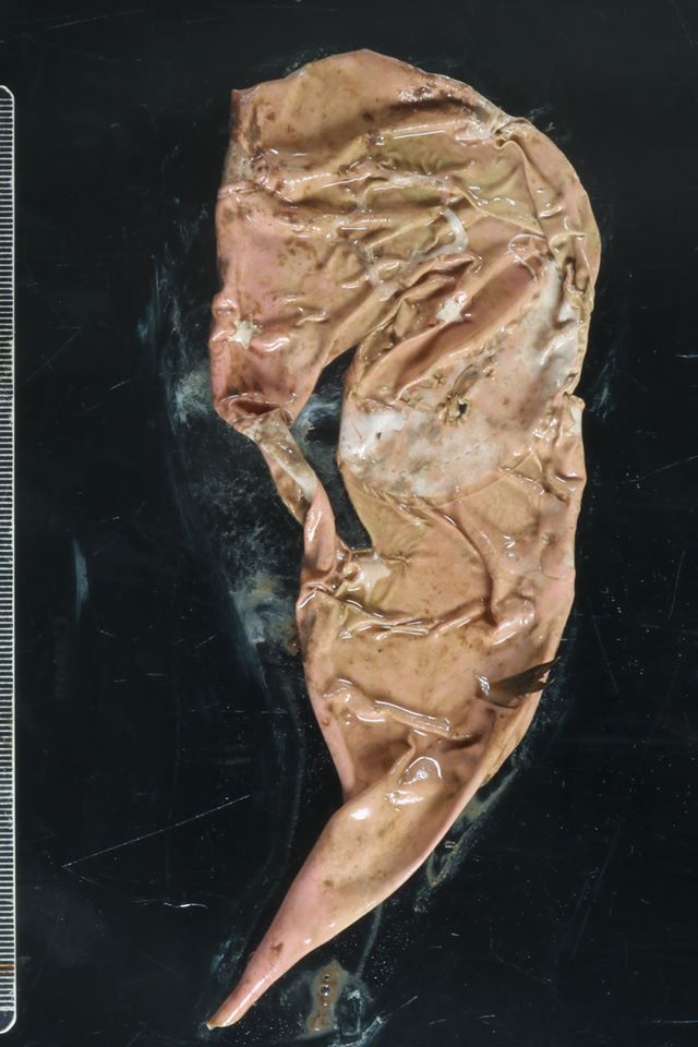 Southern Royal Albatross balloon fragment DOC