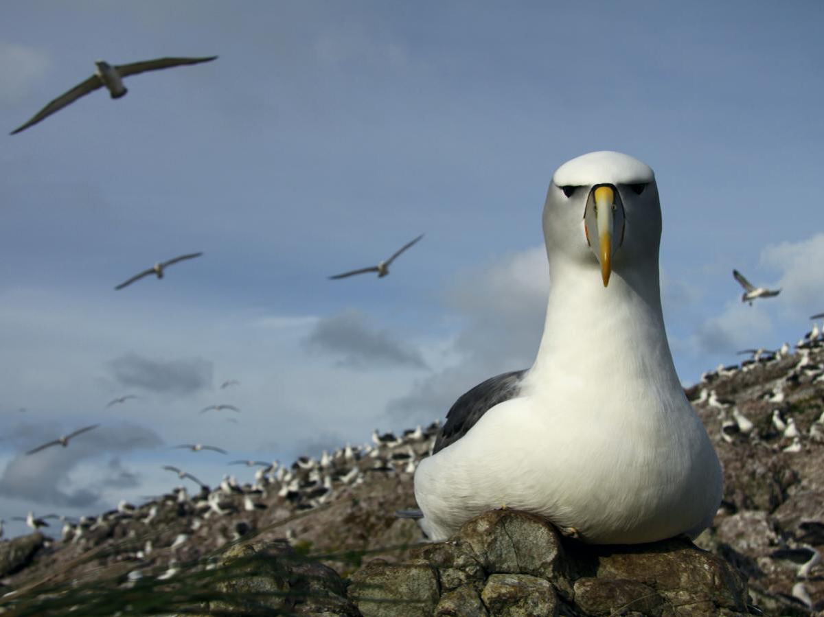 Albatross Island Shy Albatross Rachael Alderman