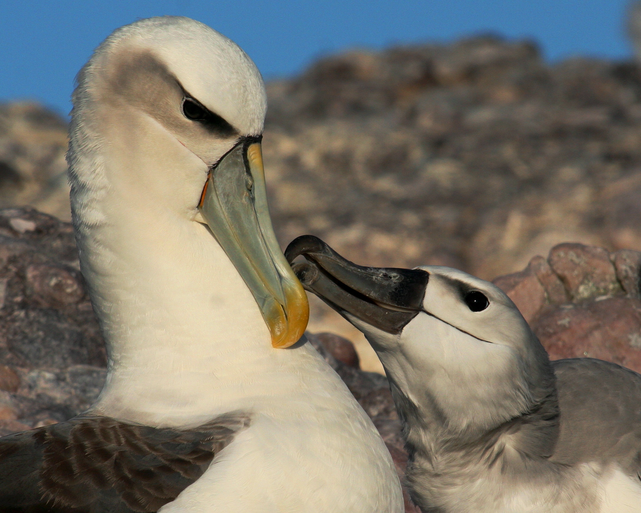 Shy Albatross Kris Carlyon 1