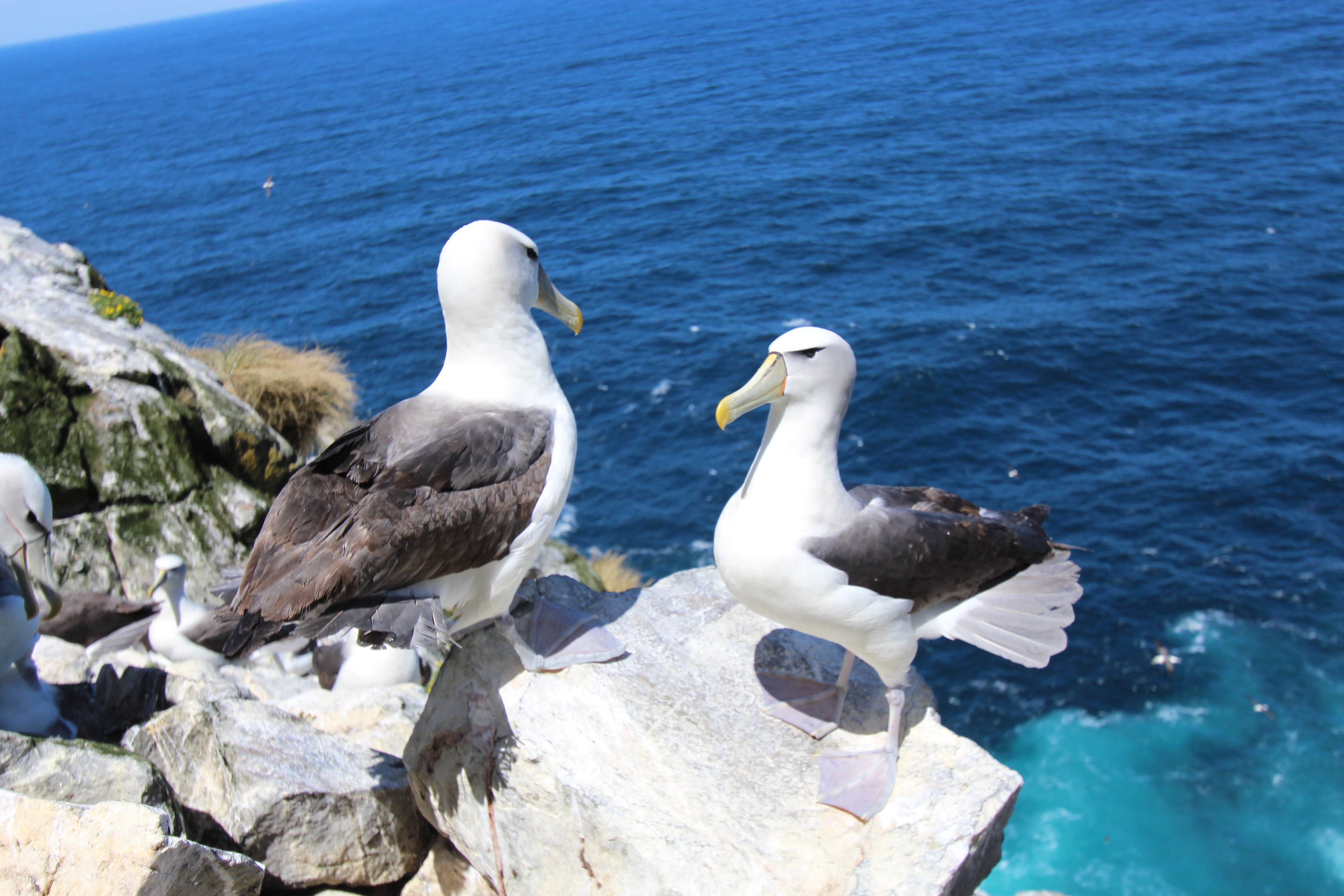 Shy Albatross Mewstone Jaimie Cleeland