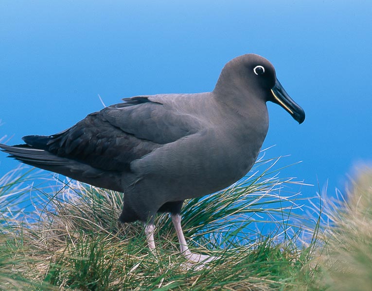 Sooty Albatross Dominique Fillipi