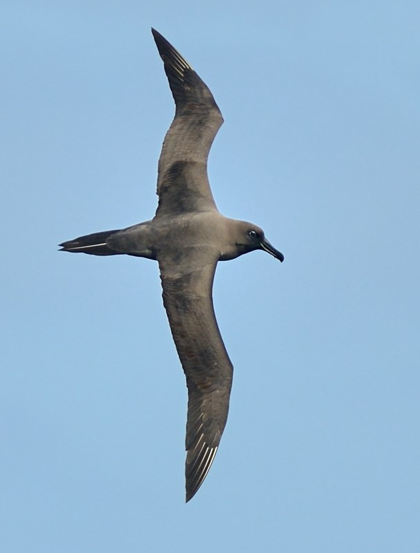Sooty near 2 Kirk Zufelt