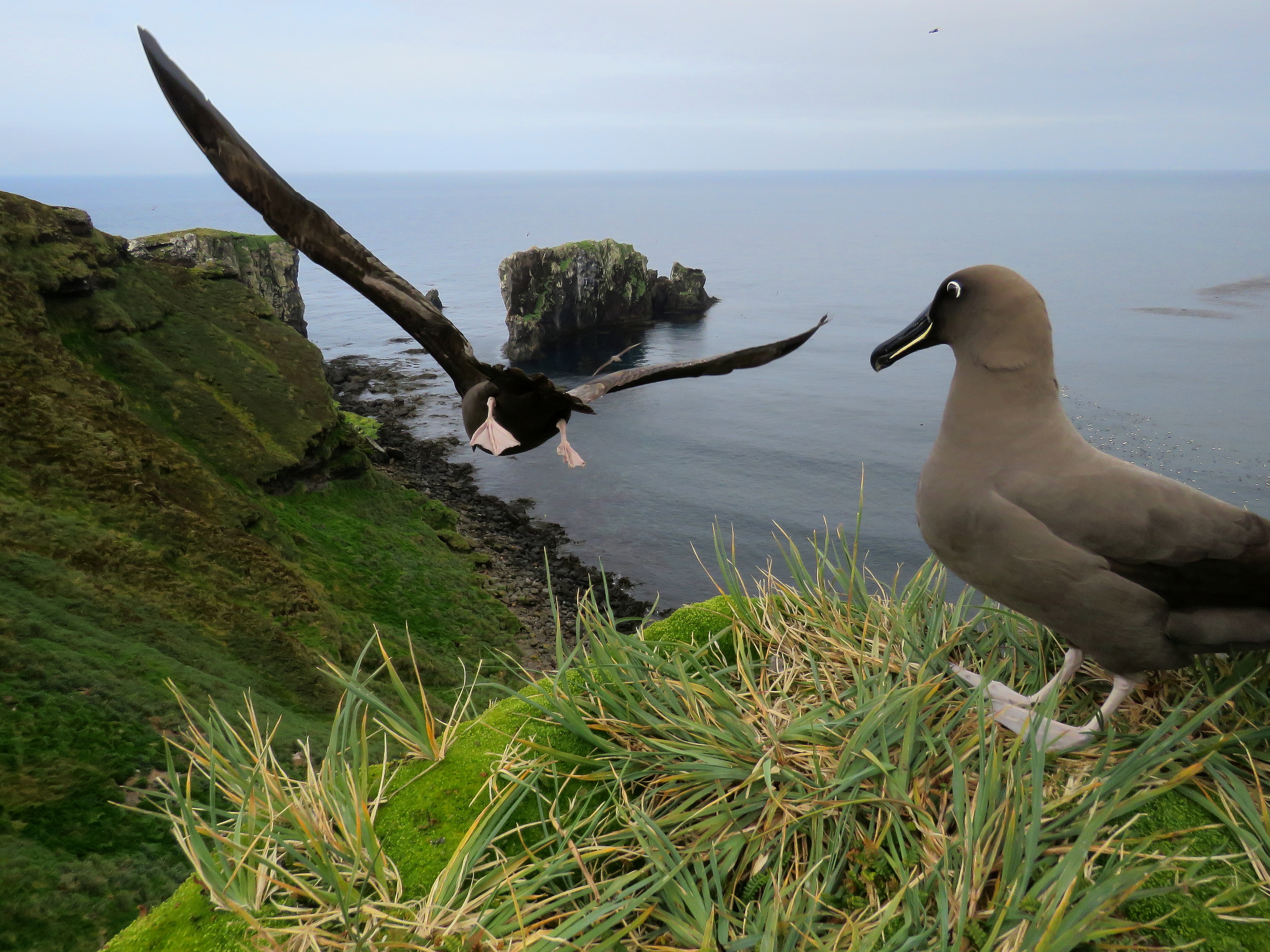Stefan Schoombie Sooty Albatross takeoff