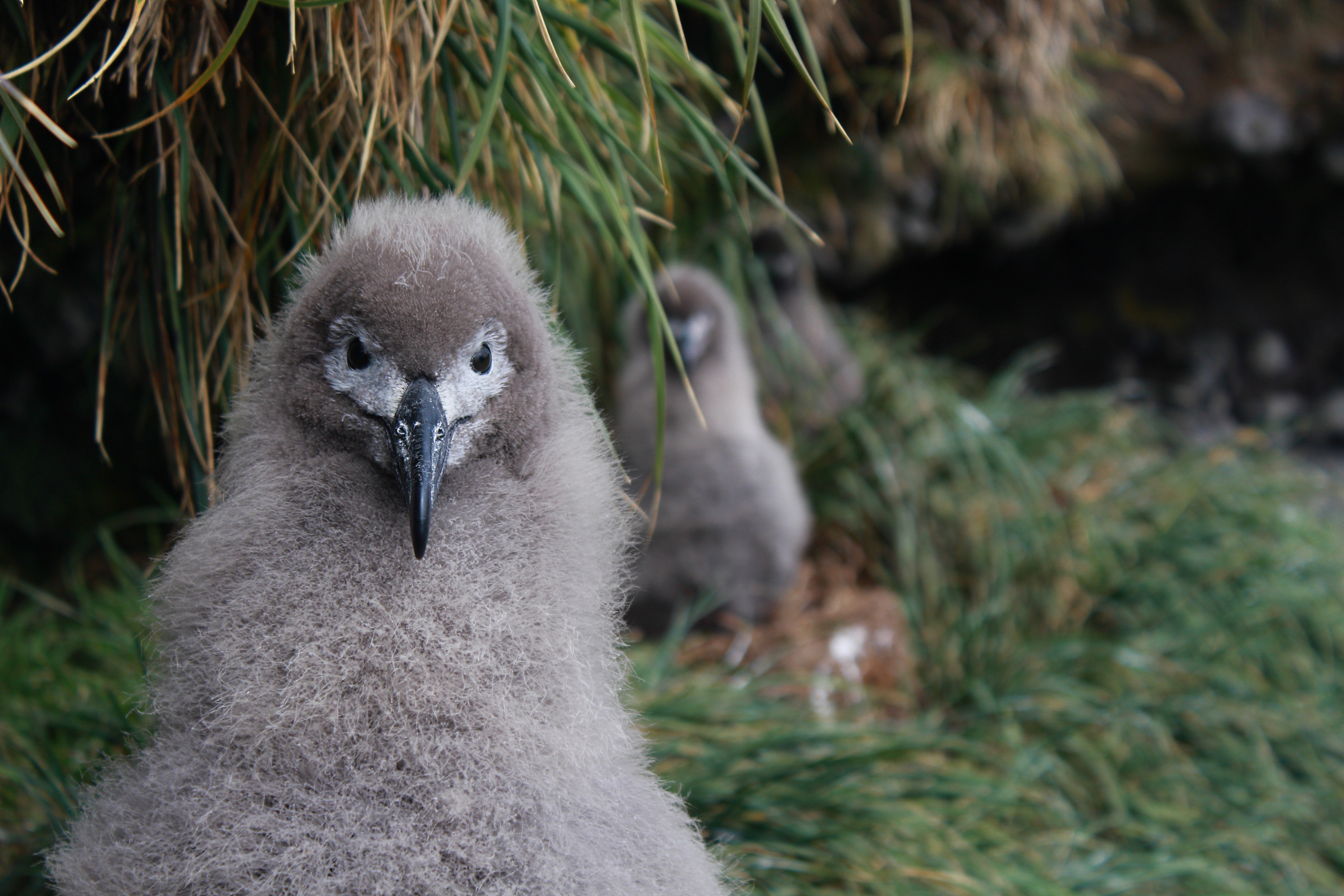 Stefan Schoombie Sooty chicks in row