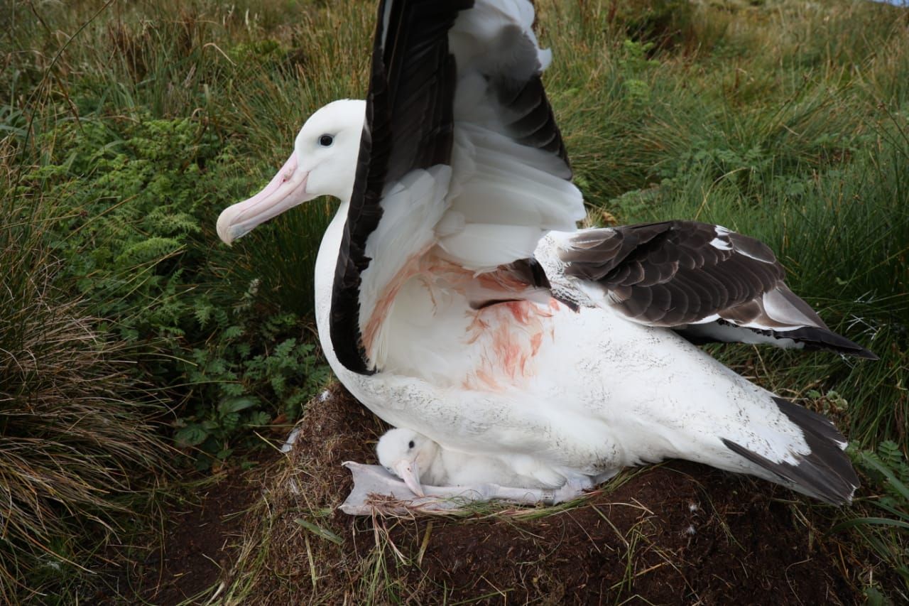 Dead Tristan Albatross 5 Peter Ryan