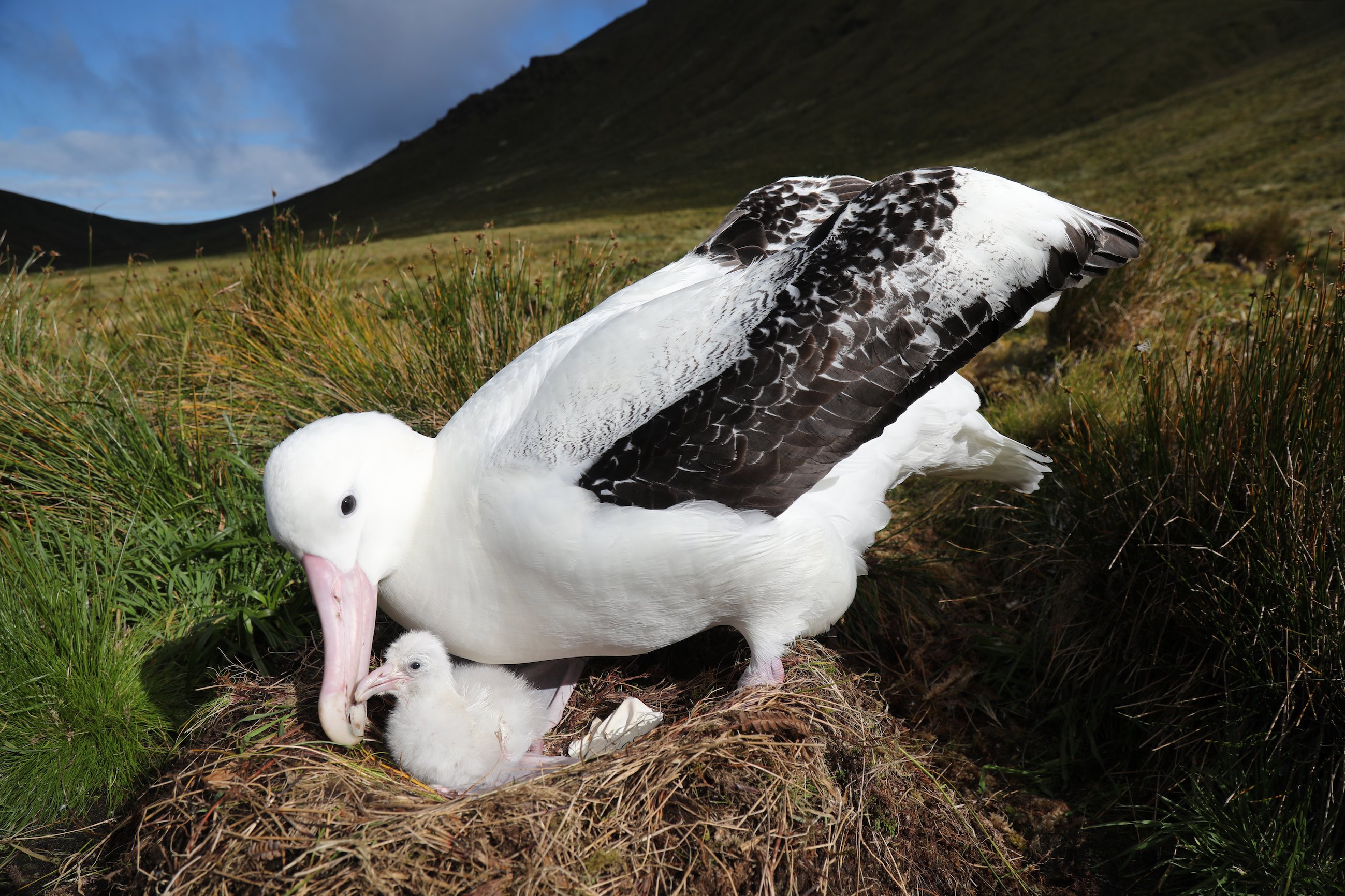 Petern Ryan AdultTristanAlbatross with chick