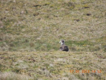 Supplementally-fed Tristan Albatross chick  Mara Nydeggar 2