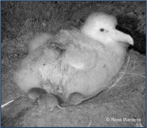 Tristan Albatross chick by Ross Wanless