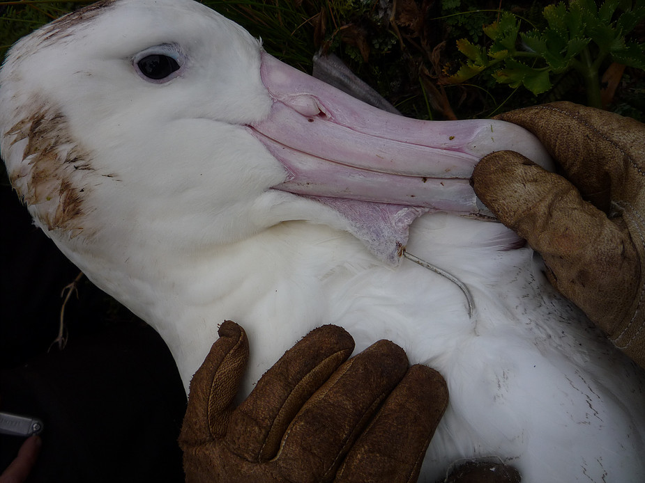 Tristan Albatross hook Kate Lawrence