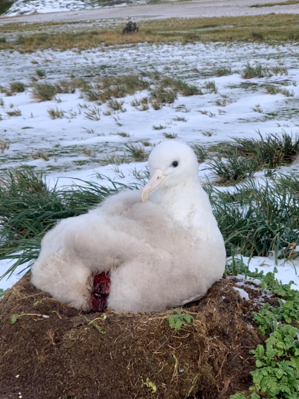 Lucy Smyth Goney chick2 26 May 2022