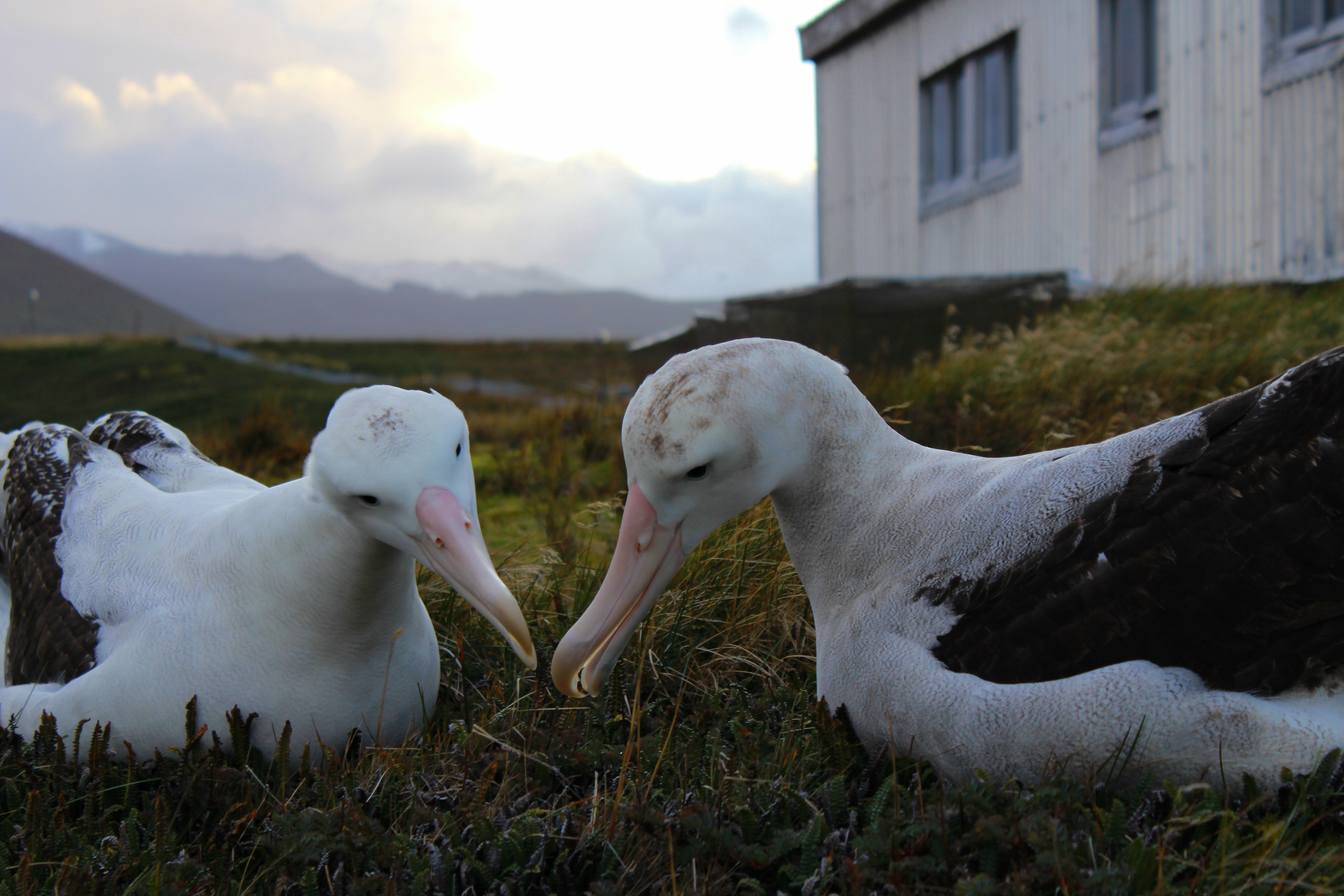 Stefan Schoombie Wandering Albatross 7