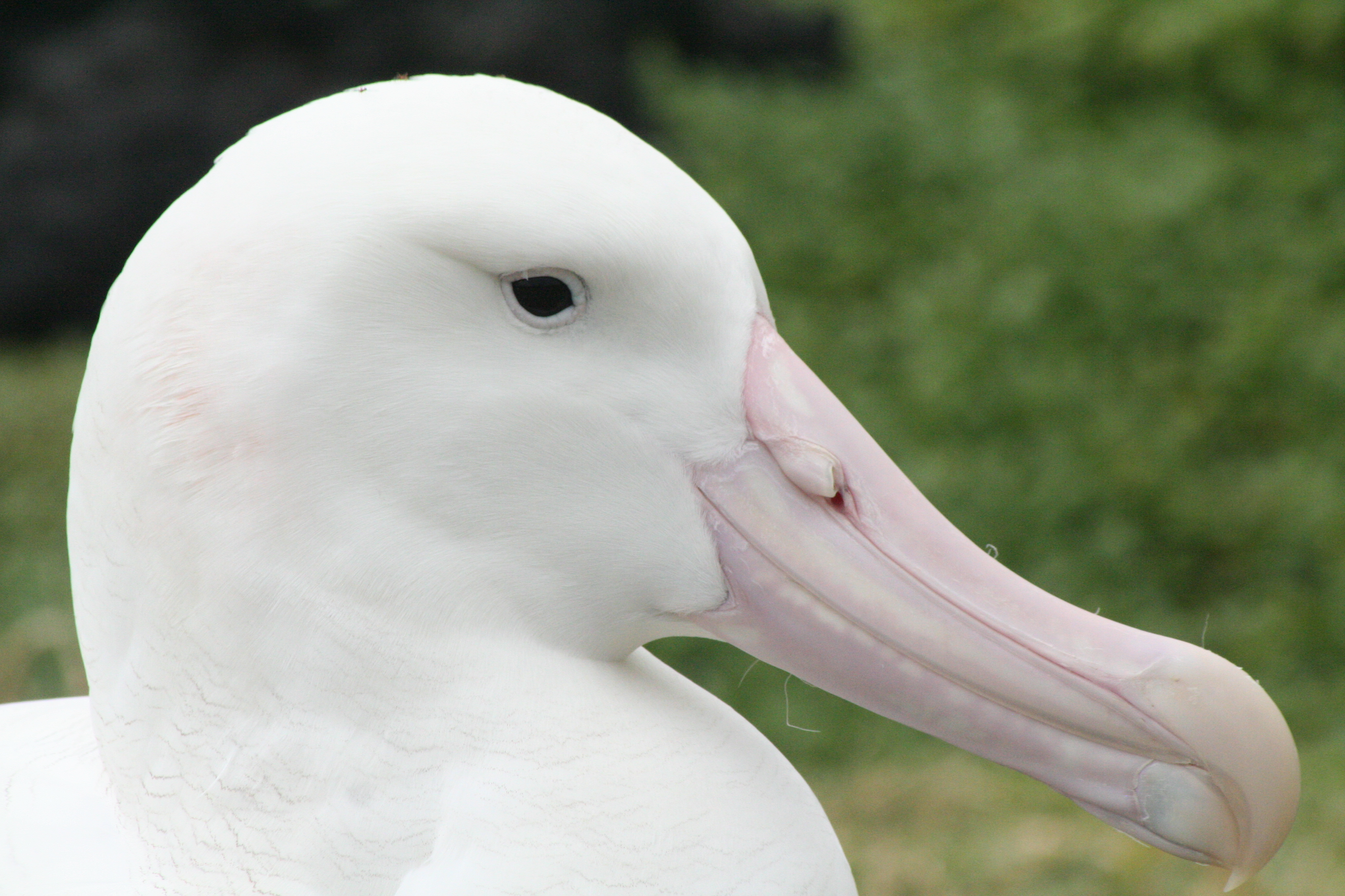 Alexis Wandering Albatross Headshot