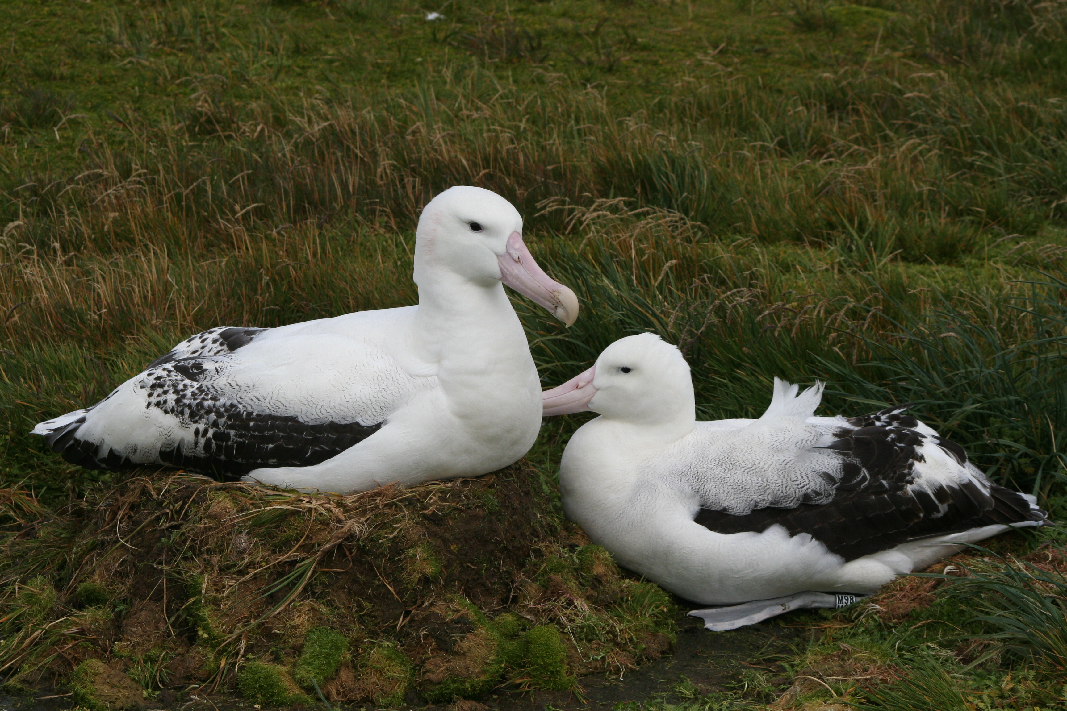 Alexis Wandering Albatross Incubating