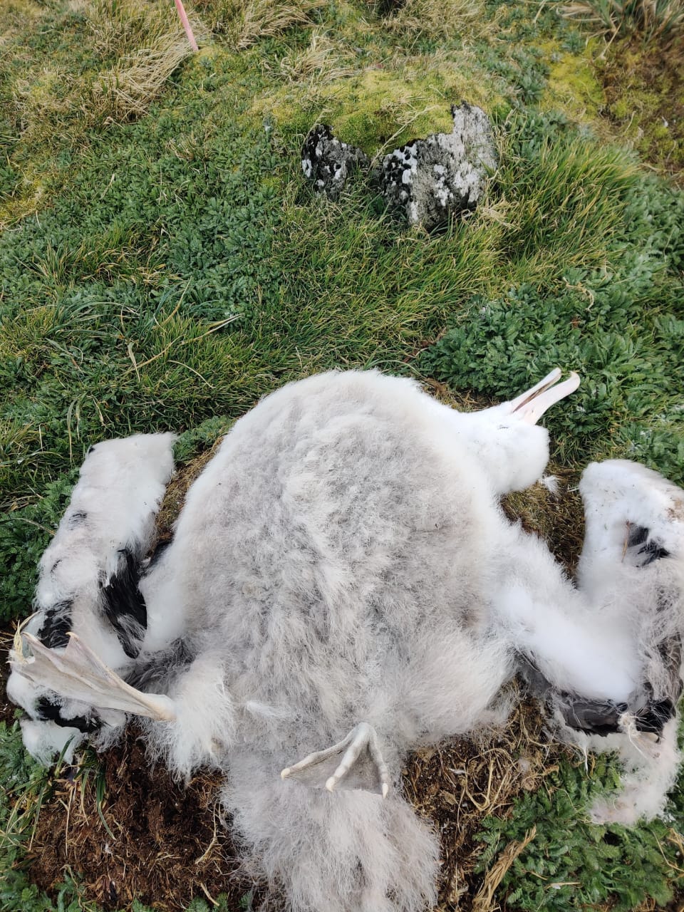 HPAI Wanderer chick Rhiannon Gill 4