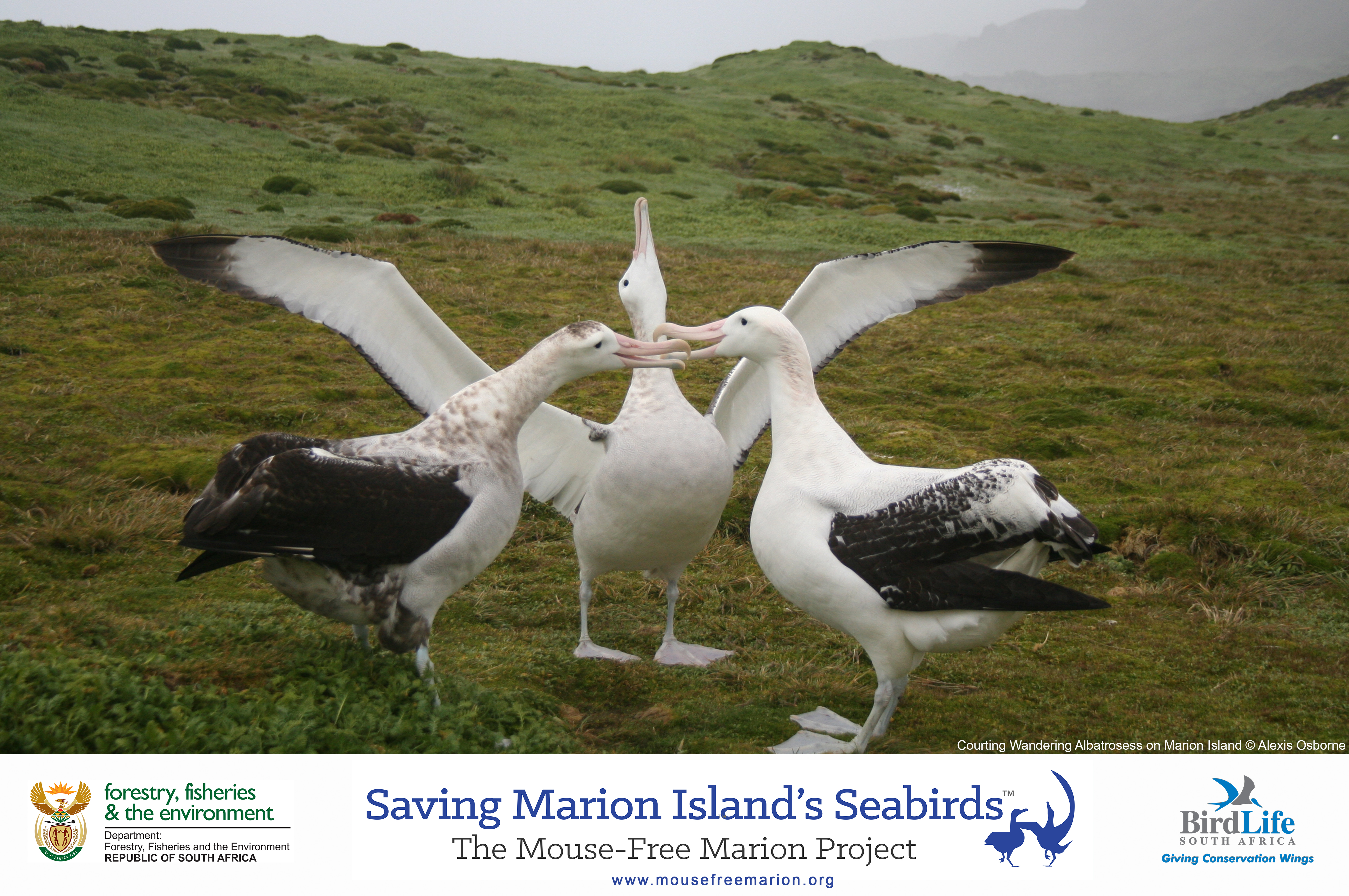 Wandering Albatross Alexis Osborne