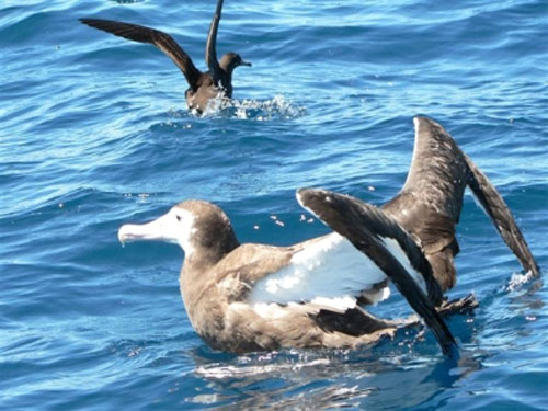 Wandering_Albatross_Rehab3