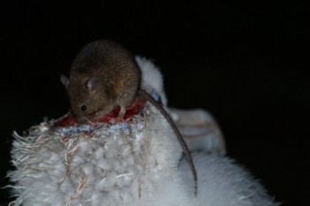 Wandering Albatross mouse attack2 Stefan Schoombie