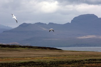 Wandering Albatrosses Coubert Peninsula Maite Louzao