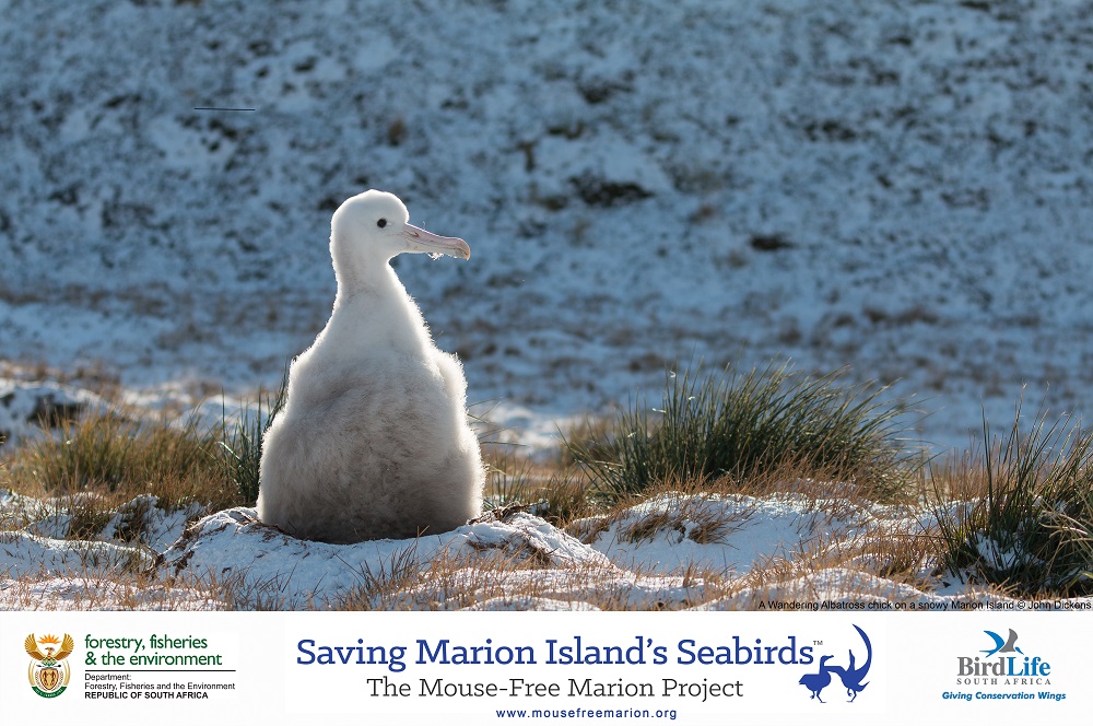 Wandering Albatross John Dickens shrunk