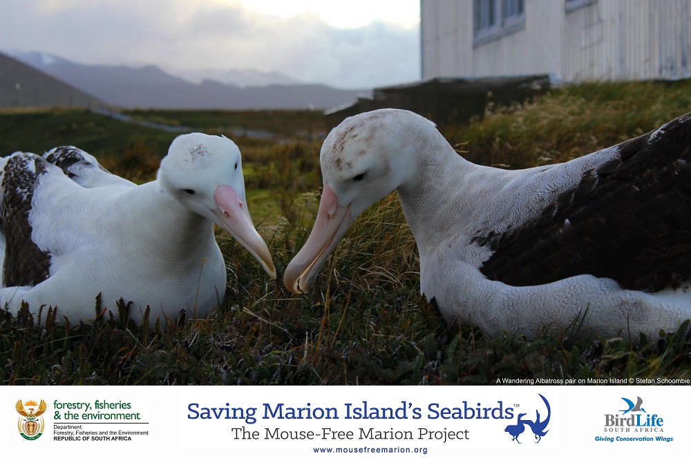 Wandering Albatross Stefan Schoombie shrunk