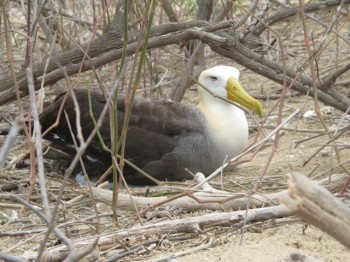 Waved Albatross Isla La Plata Sebastian Cruz 4