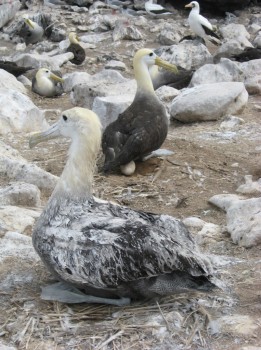 Waved Albatross Kate Huyvaert