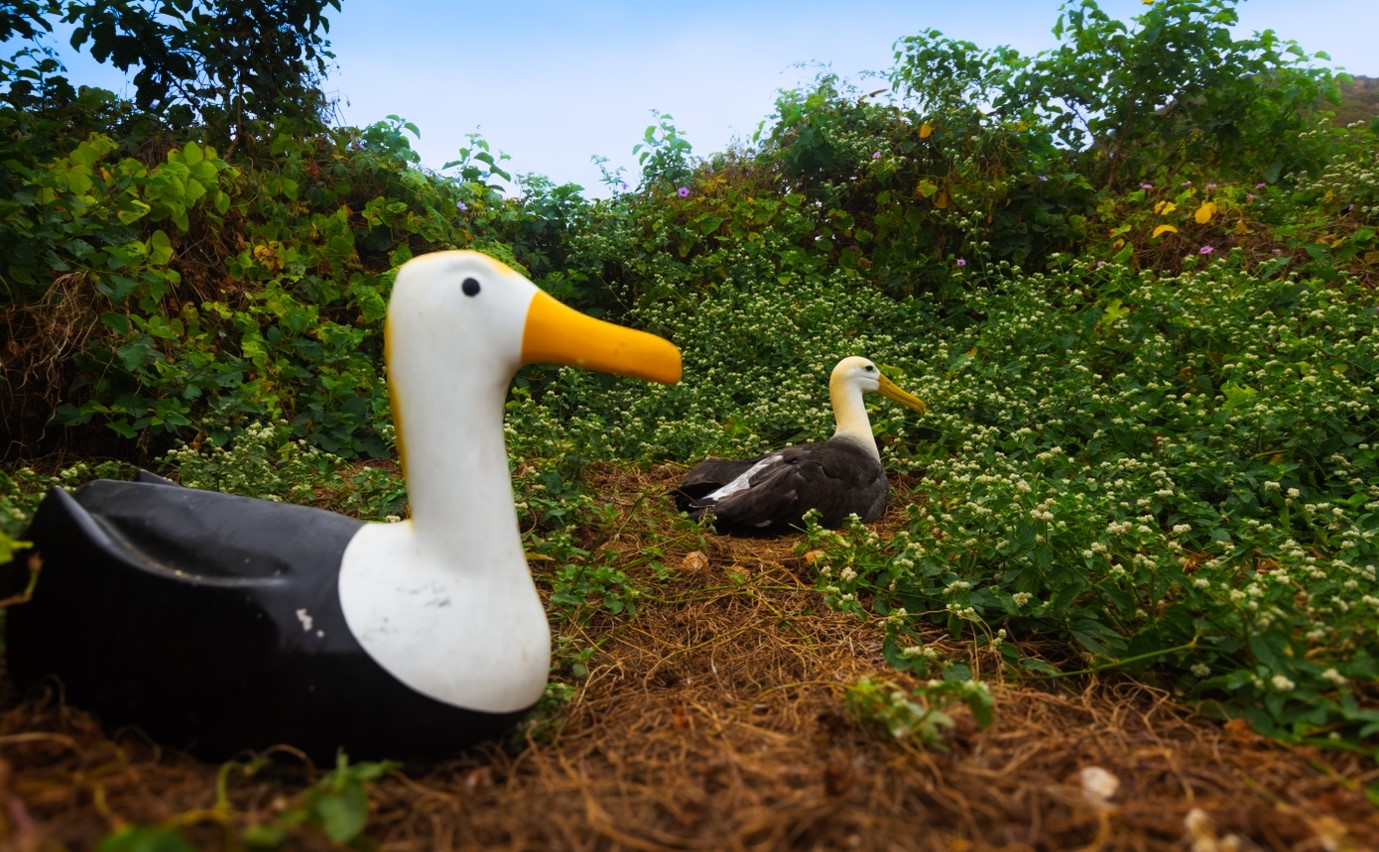 Waved Albatross Isla La Plata decoy 1