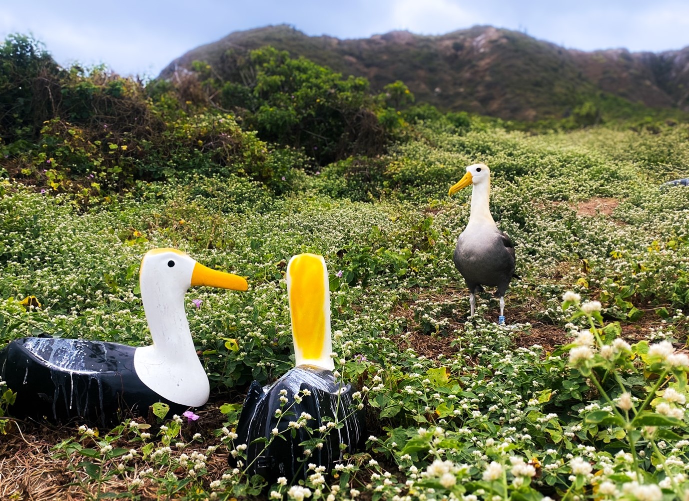 Waved Albatross Isla La Plata decoys 2 Enzo Reyes