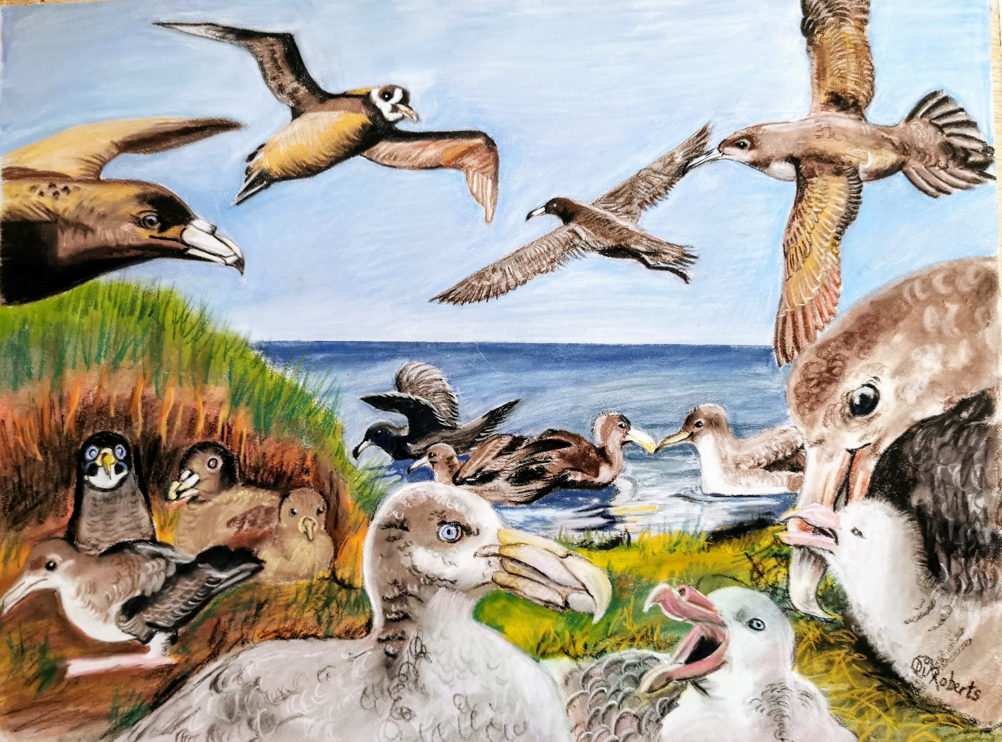 Di Roberts Petrels in Peril in pastel pencils with pleasure