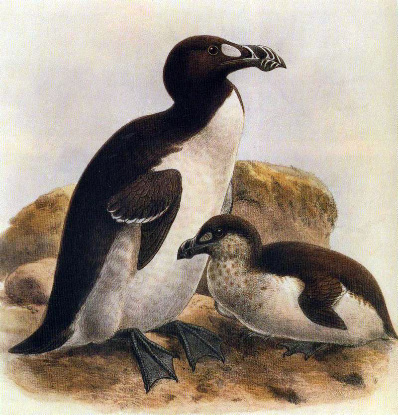 Great Auk