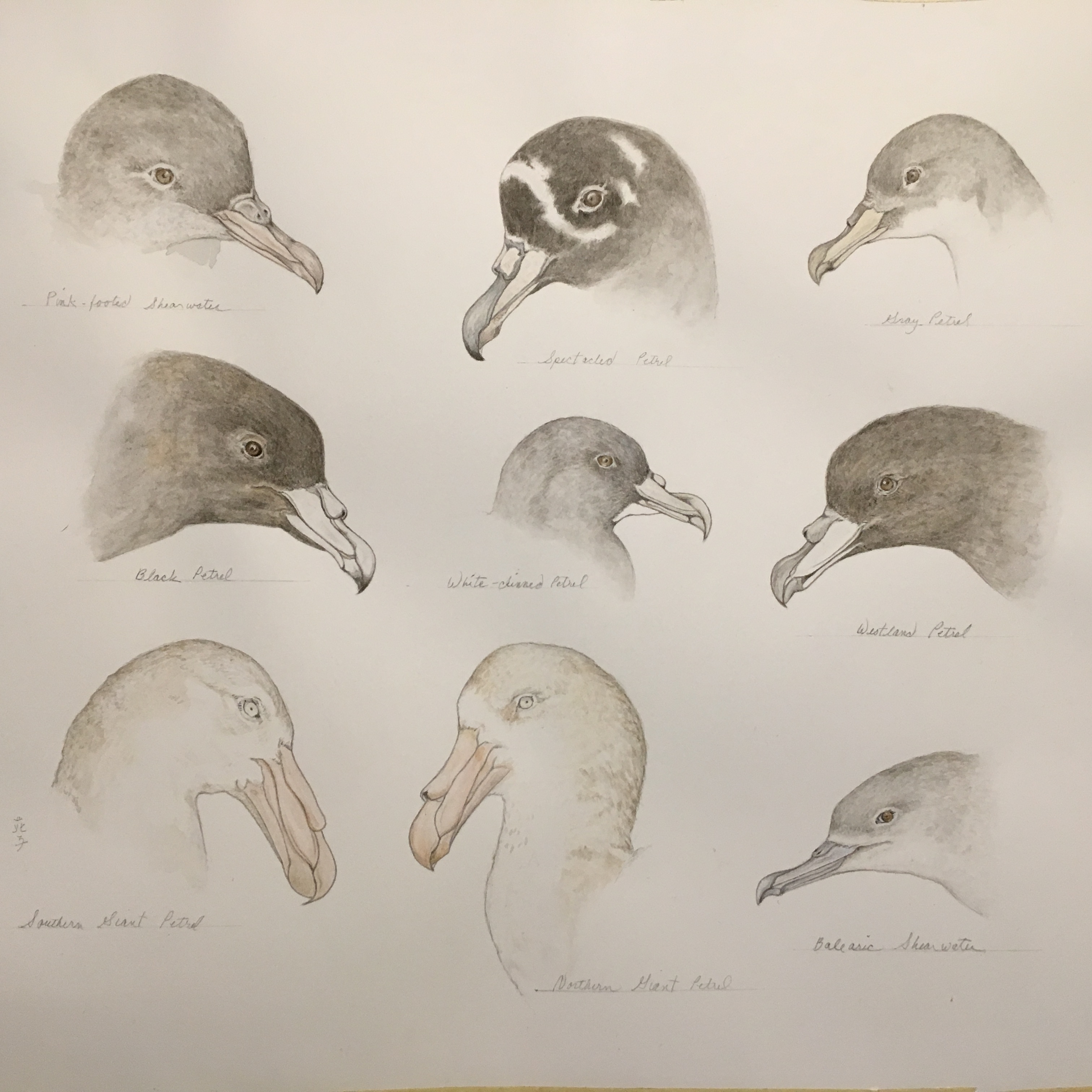 Linda Mahoney petrel shearwater heads colour