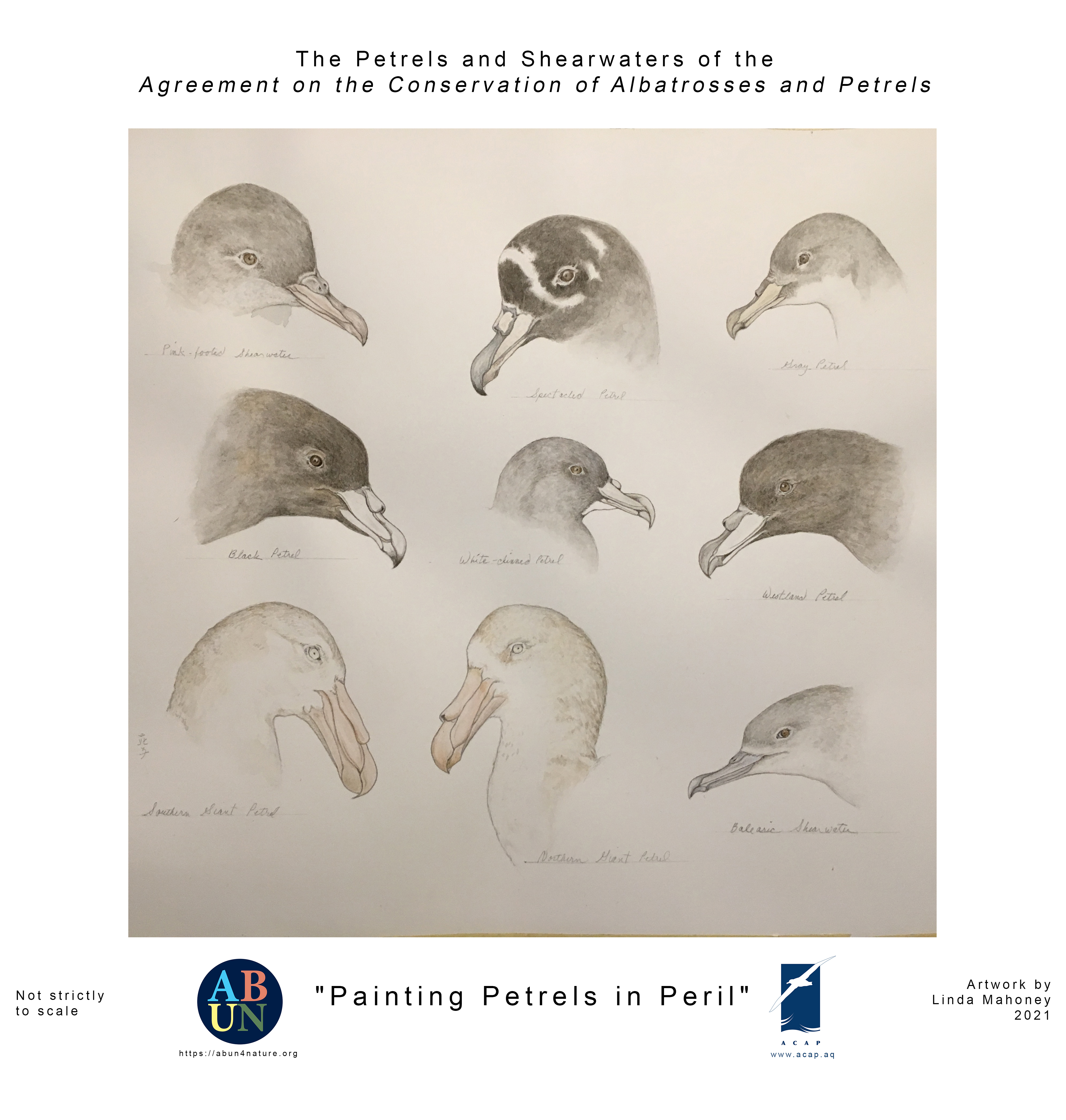 Linda Mahoney petrel shearwater heads colour poster revised