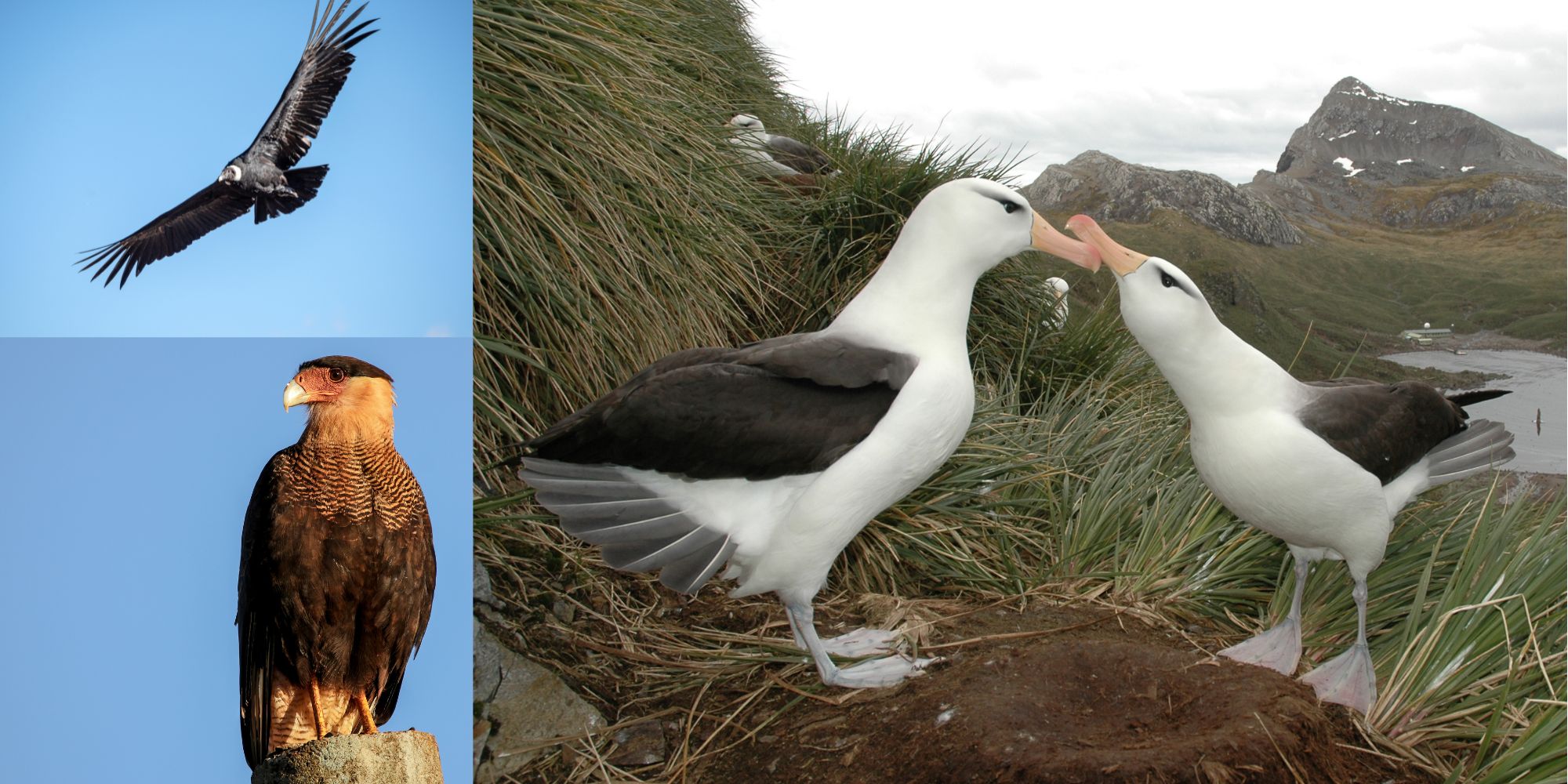 BBAs Southern Caracara Andean Condor collage