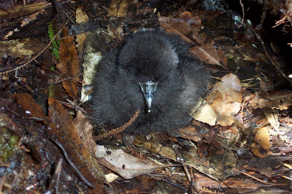 Black Petrel chick Biz Bell