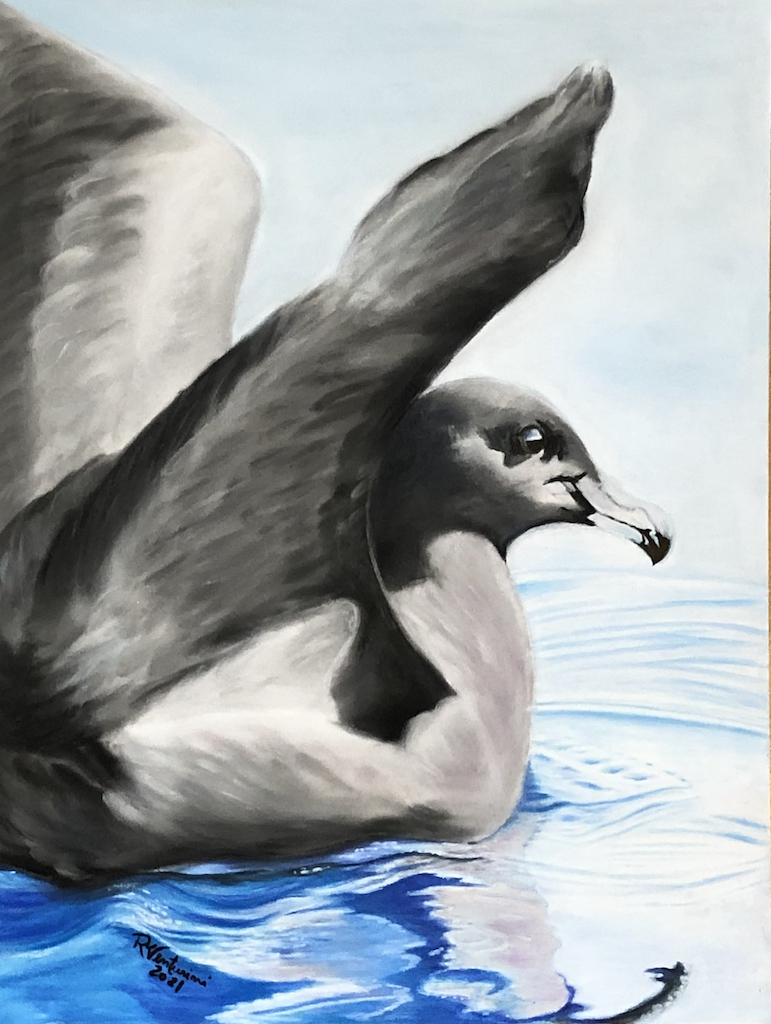 Rosana Venturini Black Petrel panpastel 