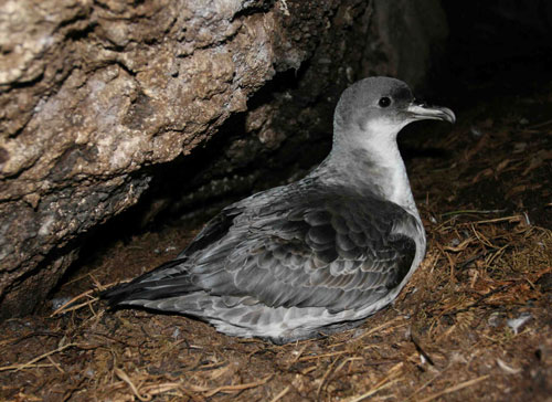 Grey Petrel by Peter Ryan2