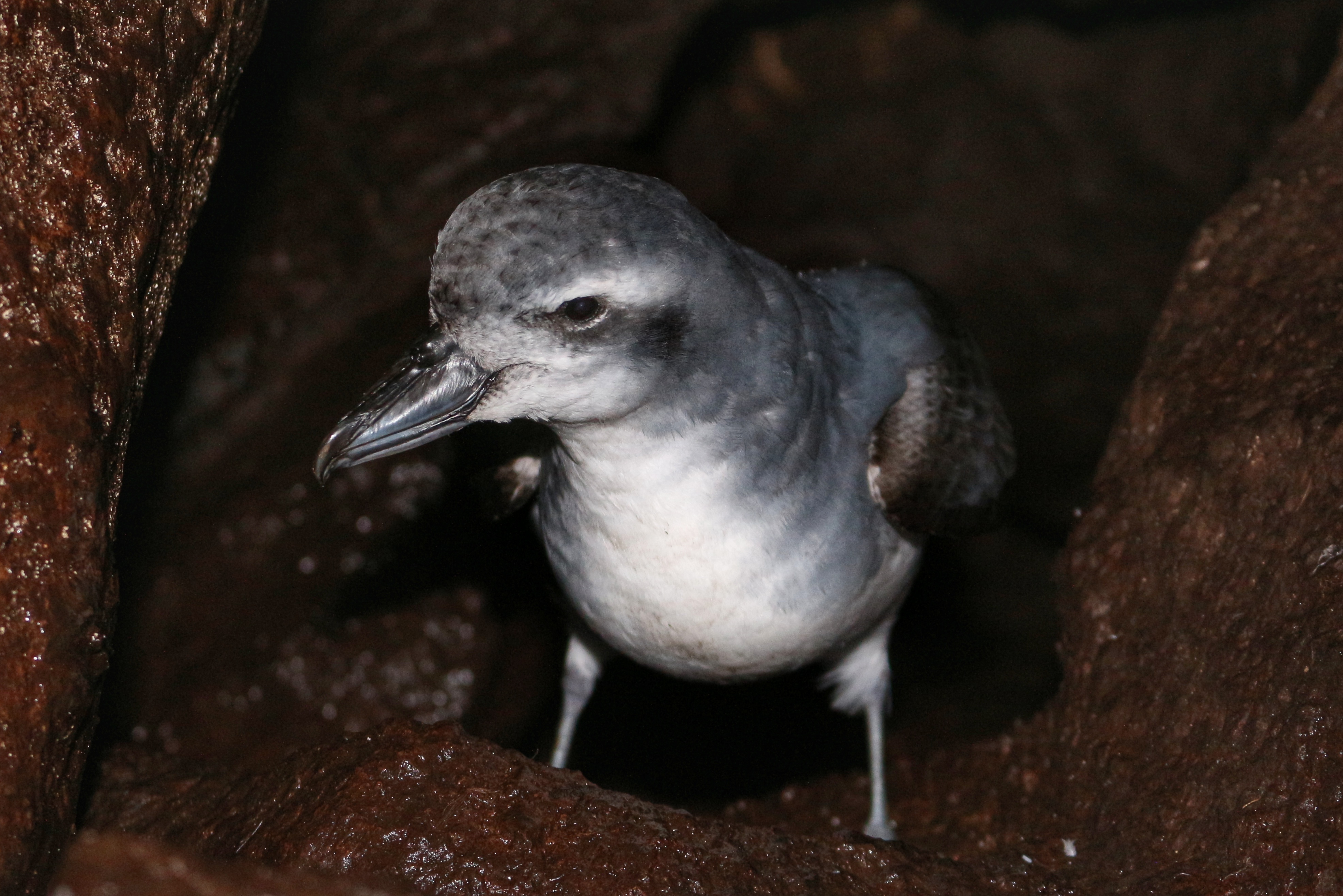 Macgillivrays Prion Prion Cave Gough Chris Jones