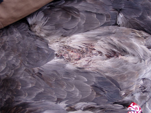 Northern_Giant_Petrel_wounded_by_John_Cooper