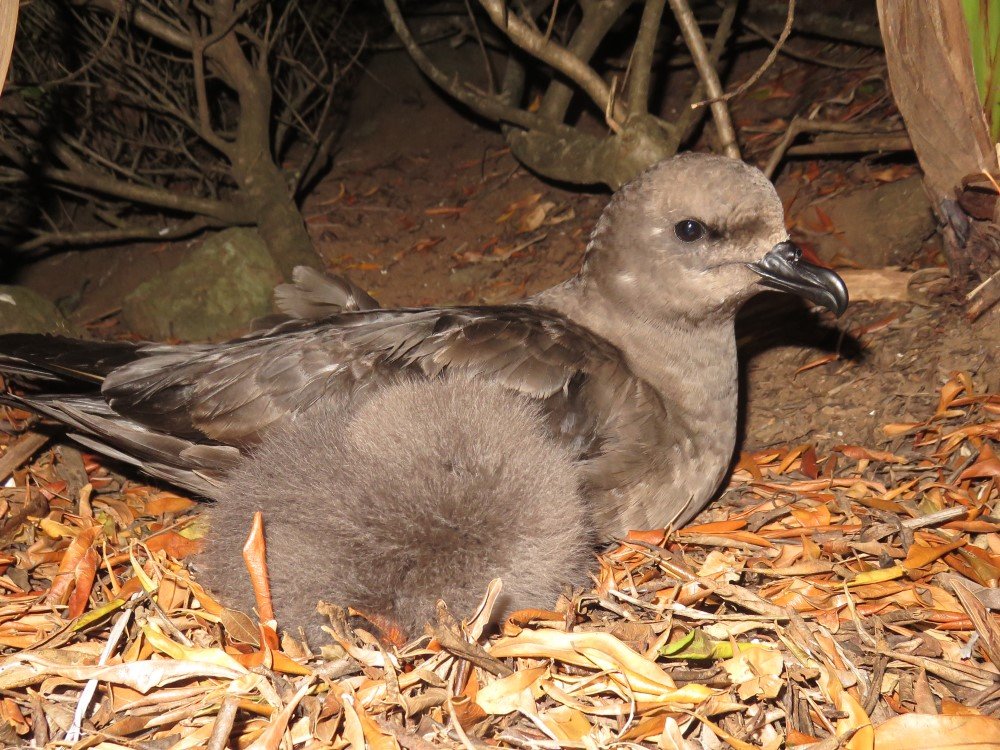 Kermadec Petrel Parks Australia