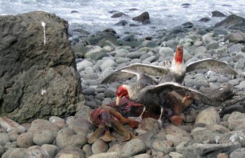 Southern Giant Petrels Heard Island Barbara Wienecke s