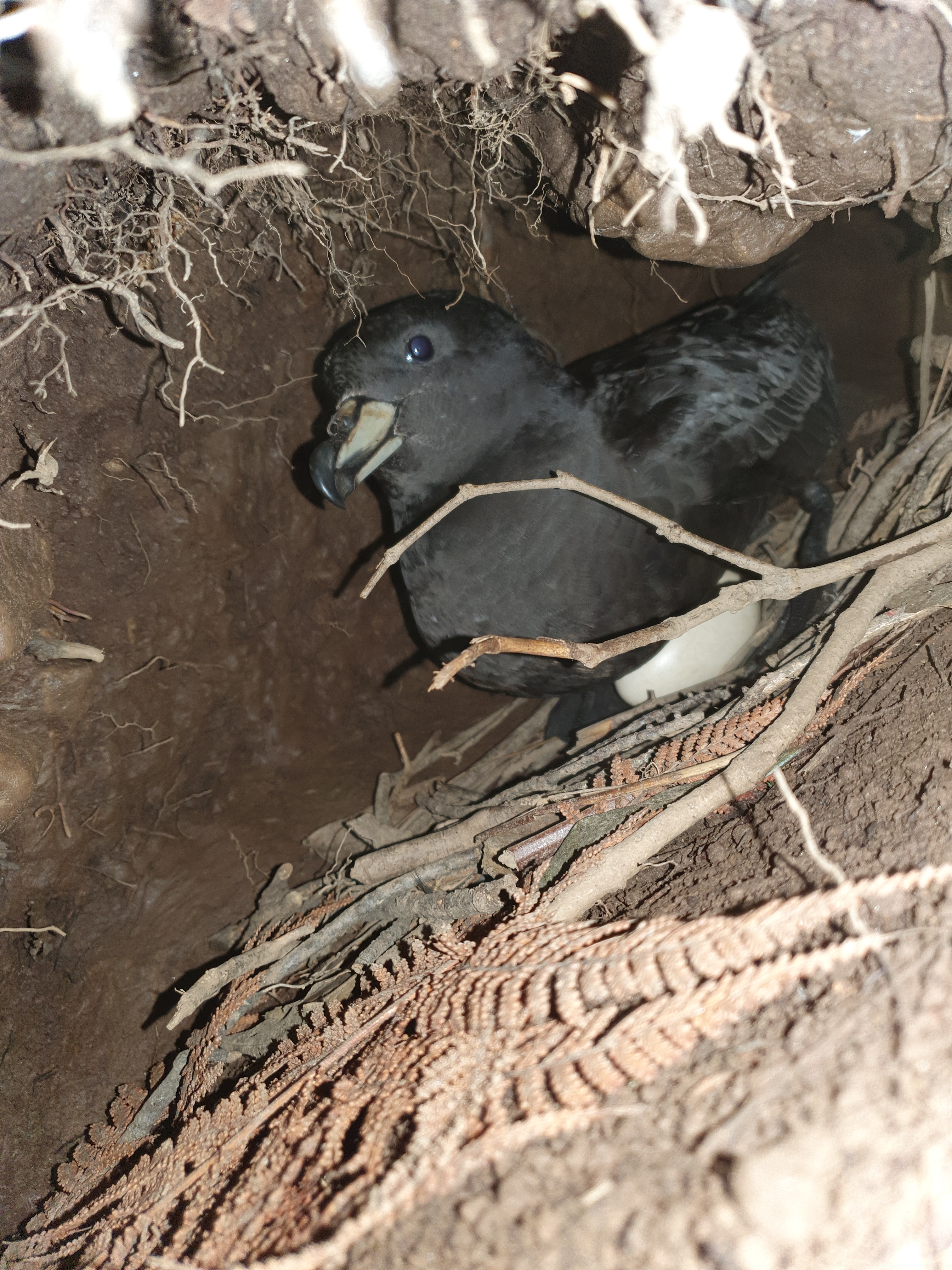 Kate Simister Westland Petrel on egg