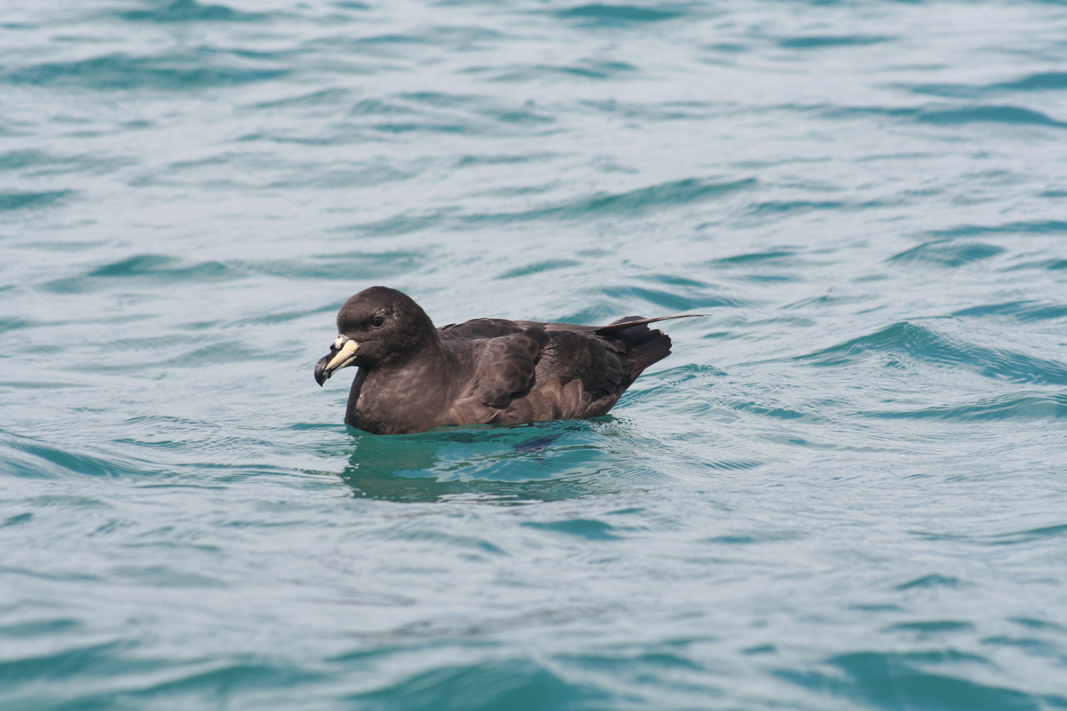 Kerry Jayne Westland Petrel at sea