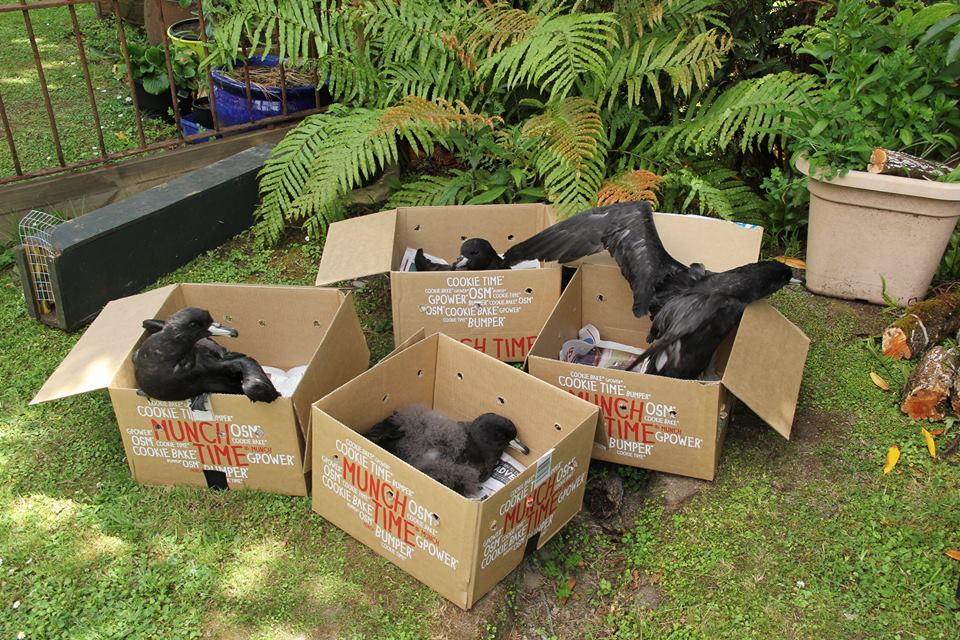 Westland Petrels for release